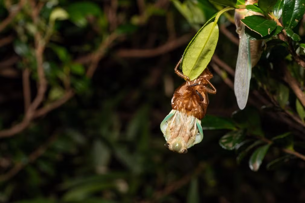 Ve sâu chui ra khỏi xác của nó ở Setagaya, Nhật Bản. (Nguồn Guardian)