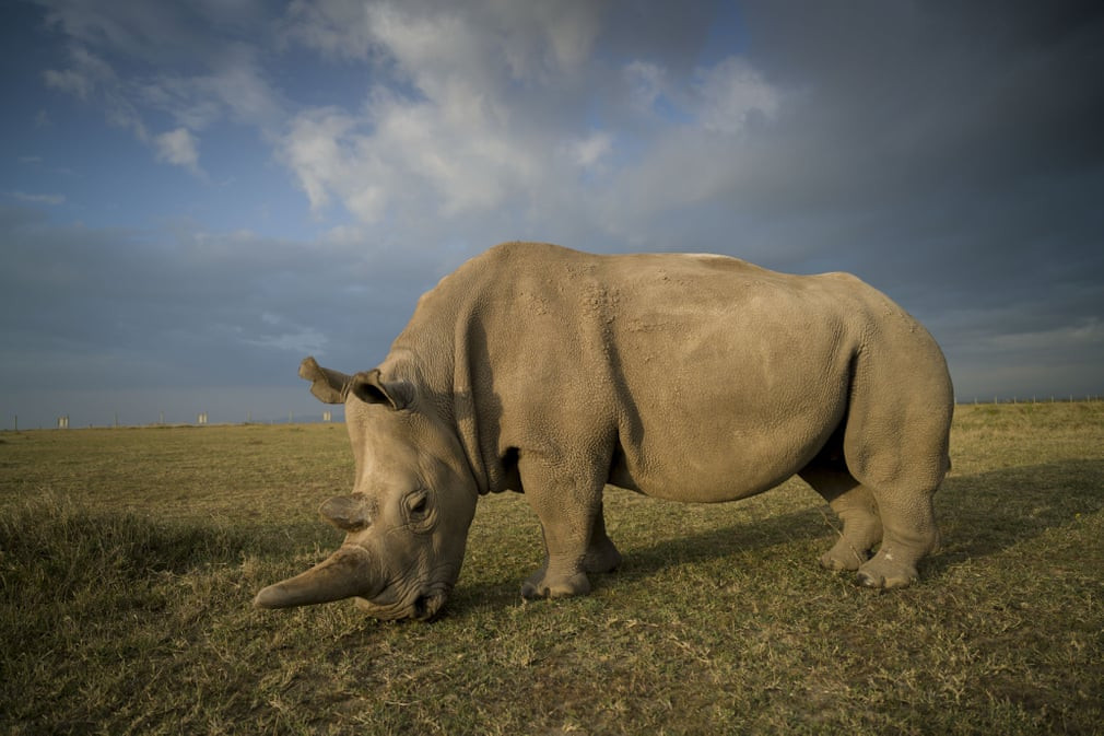 Một trong hai con tê giác trắng cuối cùng trên trái đất sống tại khu bảo tồn Ol Pejeta ở Kenya. (Nguồn Guardian)