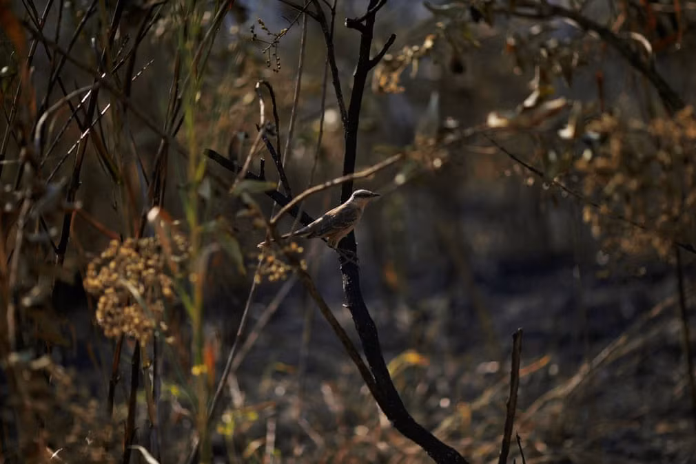 Chim đậu trên cành cây bị thiêu đốt bởi cháy rừng ở Brazil. (Nguồn Guardian)