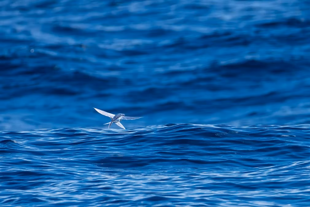Cá bay lướt sát mặt biển ở ngoài khơi Vitoria, bang Espirito Santo, Brazil. (Nguồn Guardian)