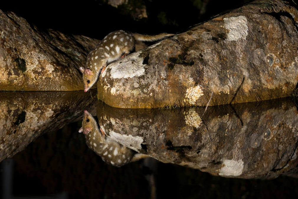 Mèo túi sống trong vườn quốc gia Field ở Tasmania. (Nguồn Guardian)
