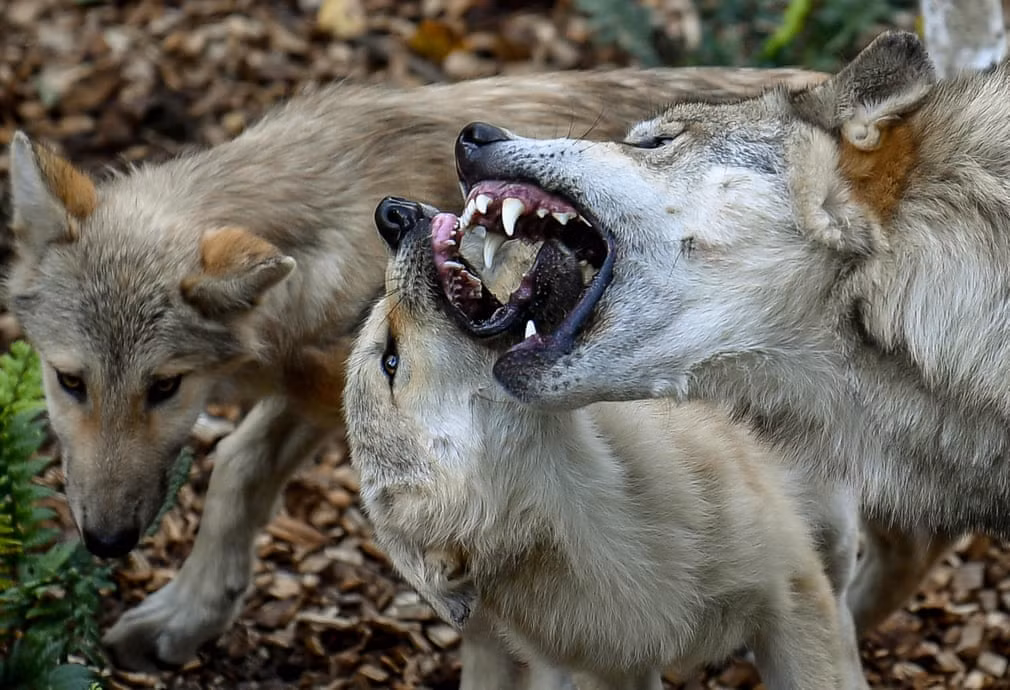 Sói mẹ nhả thức ăn cho con của nó trong công viên động vật Pairi Daiza ở Brugelette, Bỉ. (Nguồn Guardian)