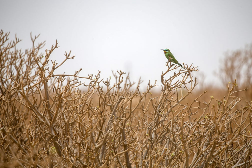 Chim ăn ong đậu trên sa mạc Sahara ở Nouakchott, Mauritania, (Nguồn Guardian)