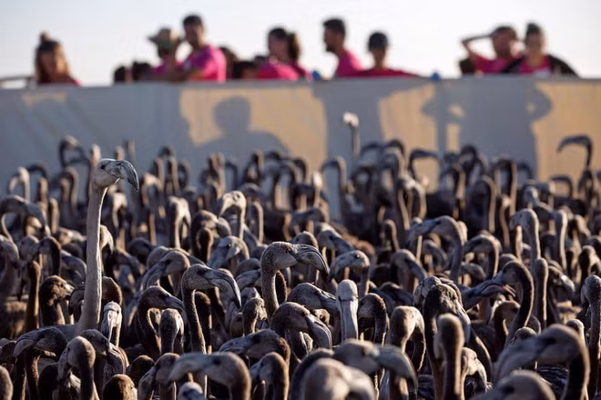 Chim hồng hạc con được chăm sóc tại hồ Lagoon ở Fuente de Piedra, Malaga, Tây Ban Nha. (Nguồn Guardian)