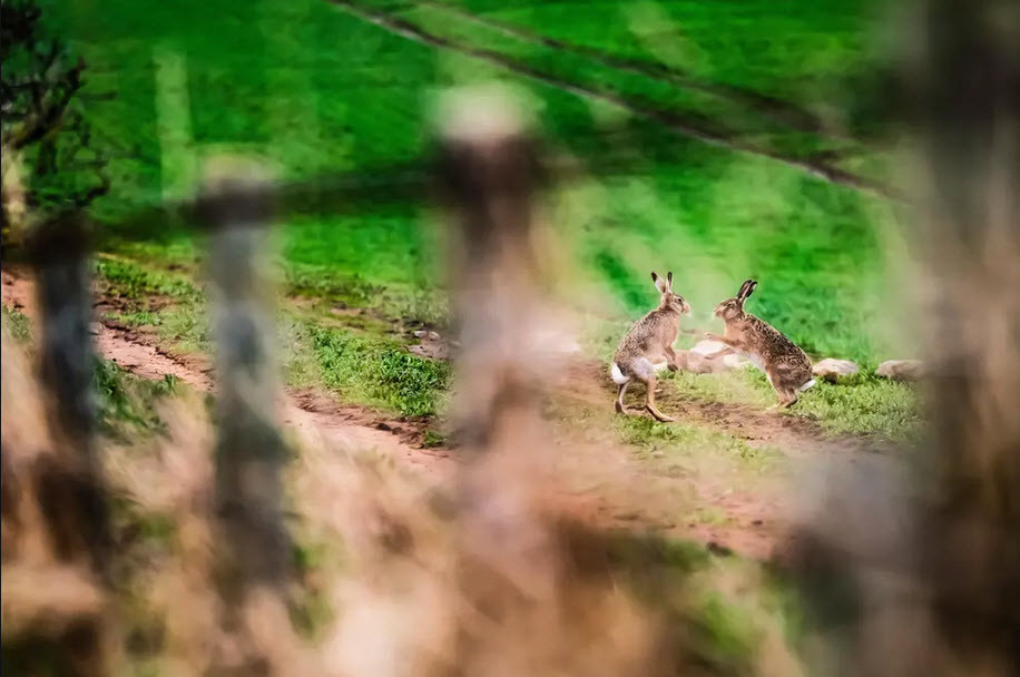 Cặp thỏ nâu tình tứ với nhau trong mùa sinh sản ở Kelso, Anh. (Nguồn Guardian)