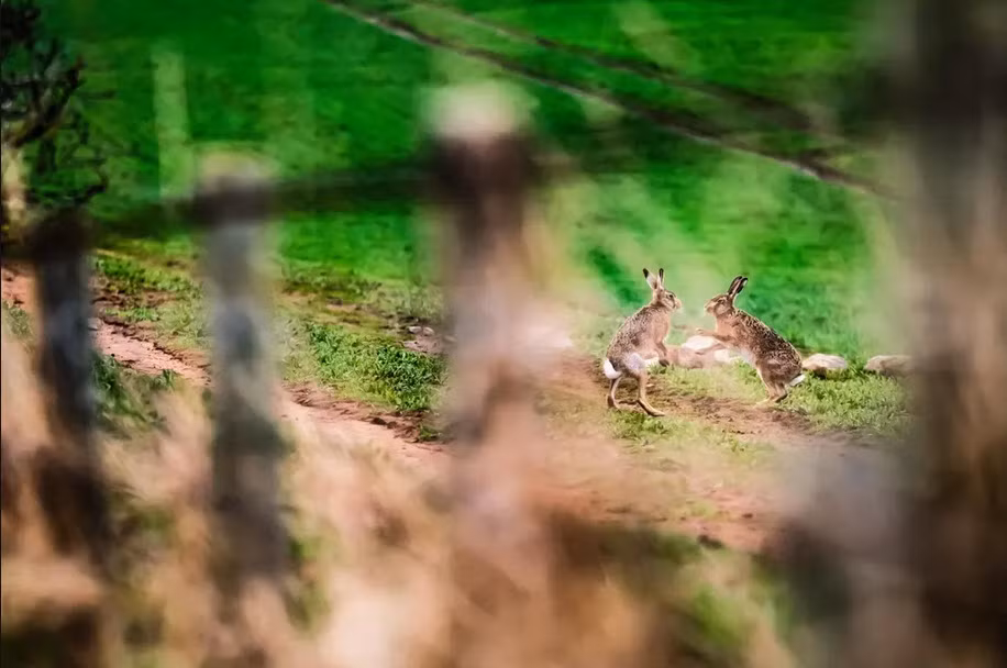 Cặp thỏ nâu tình tứ với nhau trong mùa sinh sản ở Kelso, Anh. (Nguồn Guardian)