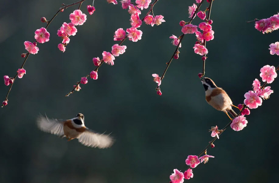 Cặp chim sẻ cổ đen bay giữa những cành hoa ở tỉnh Giang Tô, Trung Quốc. (Nguồn Guardian)