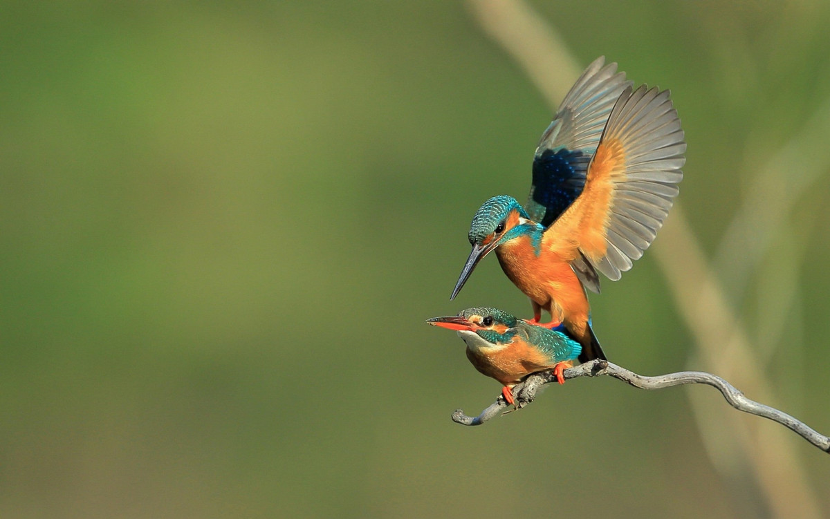 Cặp chịm bói cá "yêu" trên cành cây ở thành phố Thượng Hải, Trung Quốc. (Nguồn Guardian)