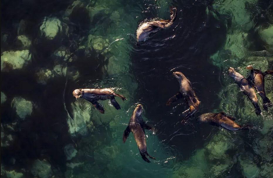 Đàn hải cẩu bơi ngoài khơi đảo Nansen ở Nam Cực. (Nguồn Guardian)