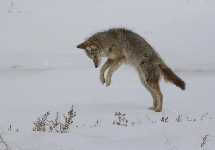 Sói đồng cỏ săn chuột dưới tuyết trên núi Rocky ở Canada. (Nguồn Guardian)