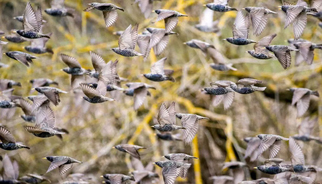 Đàn chim sáo đá bay qua một khu bảo tồn thiên nhiên gần sông Danube ở thành phố Daugendorf, Đức. (Nguồn Guardian)