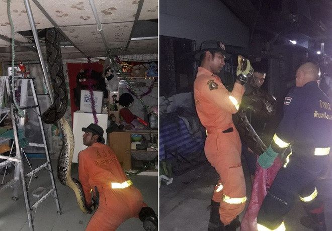 Hình ảnh động vật ấn tượng ghi cảnh một con trăn khổng lồ dài 6 m được phát hiện trên mái nhà của người dân ở Bangkok, Thái Lan. (Nguồn Guardian)