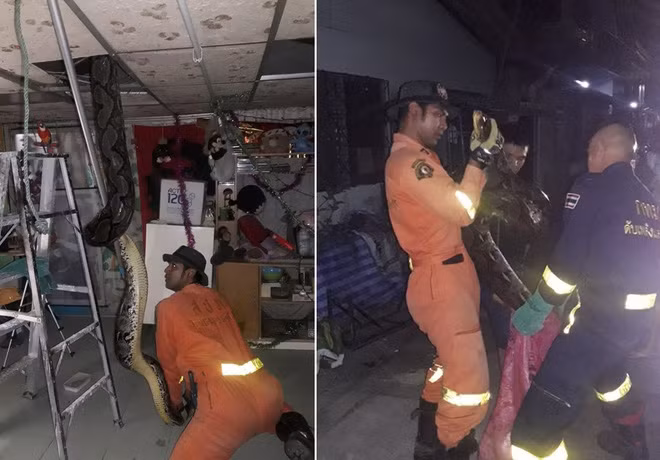 Hình ảnh động vật ấn tượng ghi cảnh một con trăn khổng lồ dài 6 m được phát hiện trên mái nhà của người dân ở Bangkok, Thái Lan. (Nguồn Guardian)