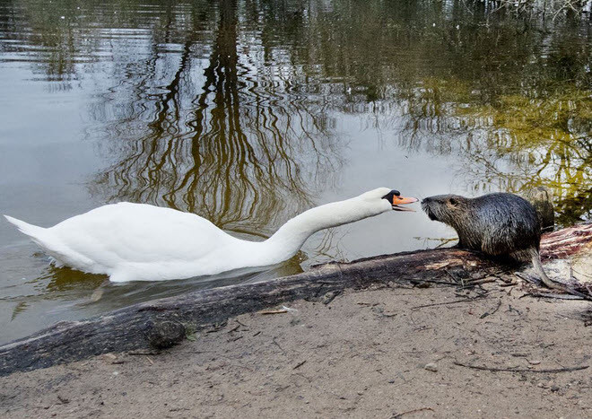 Thiên nga và hải ly dường như đang nói chuyện với nhau tại một hồ nước gần sân bay ở thành phố Frankfurt, Đức. (Nguồn Guardian)
