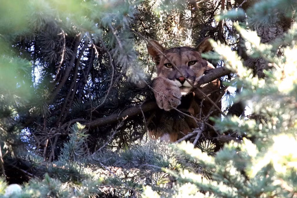 Báo sư tử nằm trên cây tại vùng núi ở Santiago, Chile. (Nguồn Guardian)