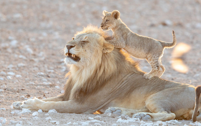 Sư tử con trèo lên đầu sư tử đực trưởng thành ở Namibia. Hình ảnh động vật khiến người xem cảm thấy ấm áp. (Nguồn Guardian)