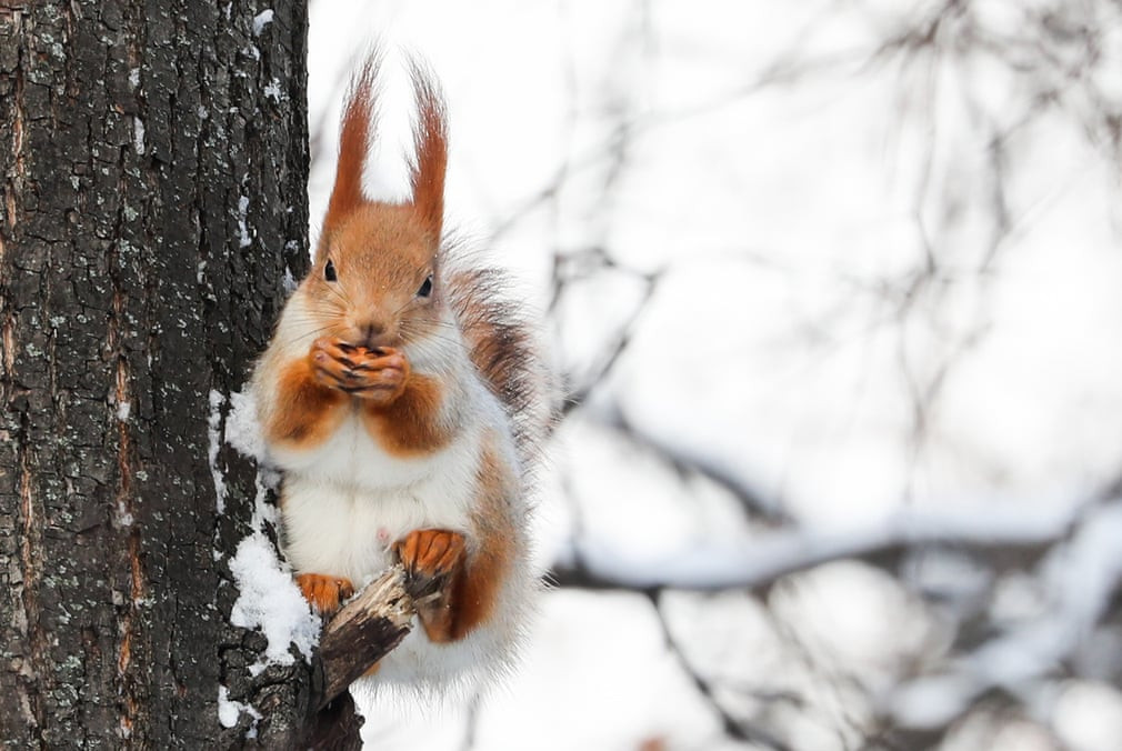 Sóc nghỉ ngơi trong công viên Neskuchny Sad ở thành phố Moscow, Nga. (Nguồn Guardian)