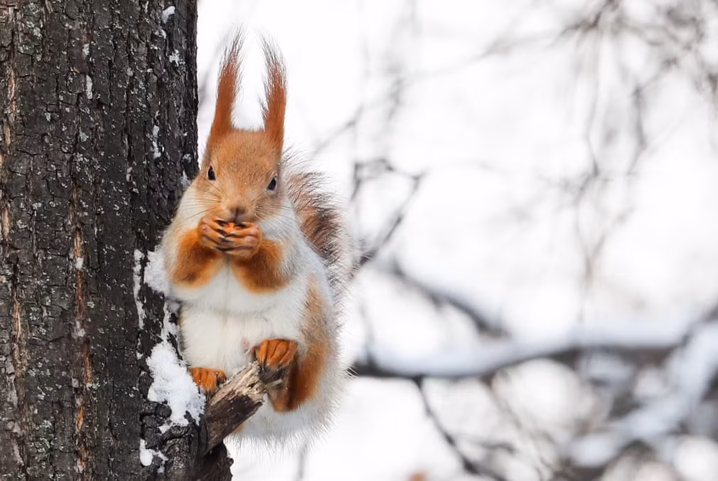 Sóc nghỉ ngơi trong công viên Neskuchny Sad ở thành phố Moscow, Nga. (Nguồn Guardian)
