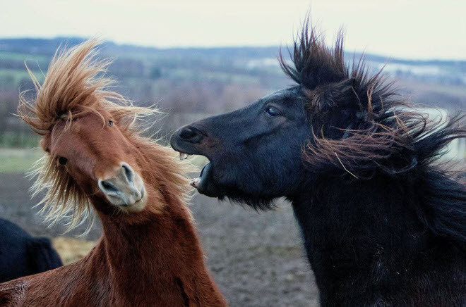 Cặp ngựa Iceland chơi đùa với nhau ở Wehrheim gần Frankfurt, Đức. (Nguồn Guardian)
