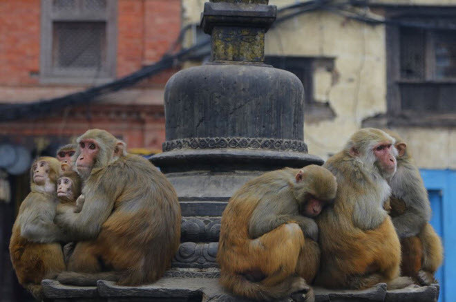 Khỉ ôm nhau để giữ ấm tại ngôi chùa Swayambhunath Stupa ở thành phố Kathmandu, Nepal. (Nguồn Guardian)