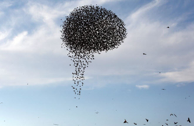 Đàn chim sáo đá bay thành nhóm trên bầu trời gần thành phố Rahat, Israel. (Nguồn Guardian)