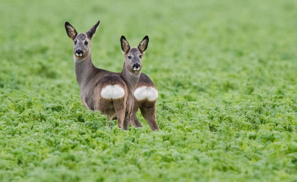Hoẵng châu Âu đứng trên cánh đồng ở Sehnde, Lower Saxony, Đức. (Nguồn Guardian)