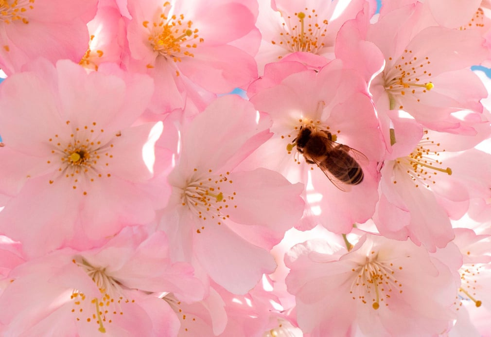 Ong hút mật hoa anh đào nở rộ tại thành phố Vienna, Áo. (Nguồn Guardian)