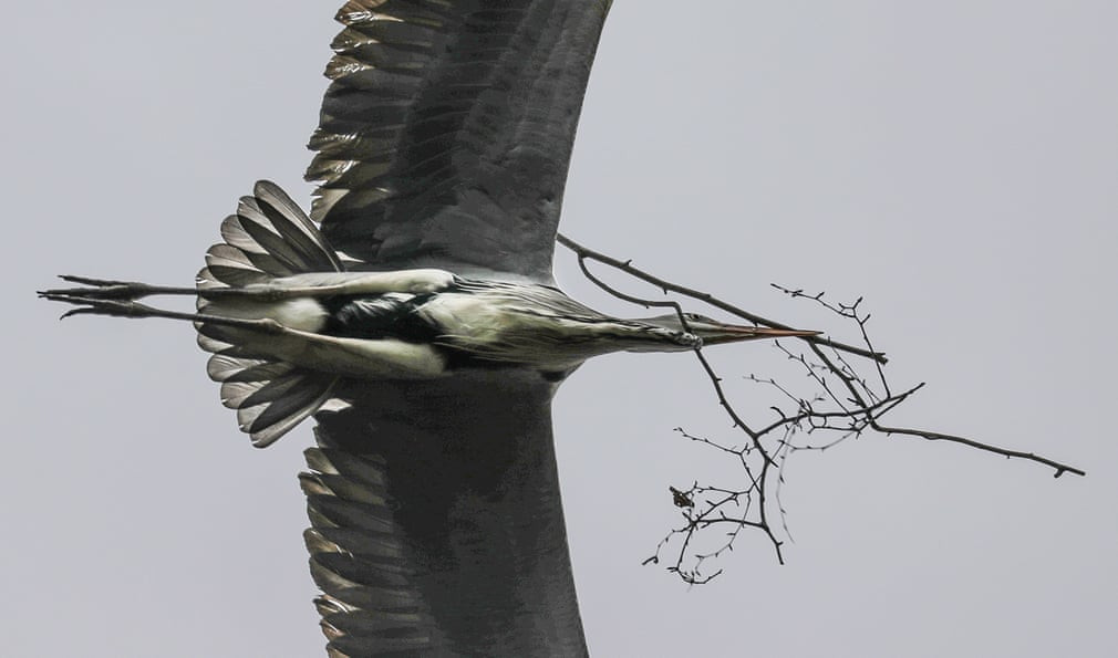 Cò ngậm cành cây trong miệng khi bay qua vườn thú ở thành phố Franfurt, Đức. (Nguồn Guardian)