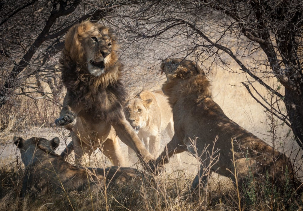 Sư tử đực đánh nhau với các con sư tử cái trong một khu bảo tồn động vật hoang dã ở châu Phi. (Nguồn Guardian)
