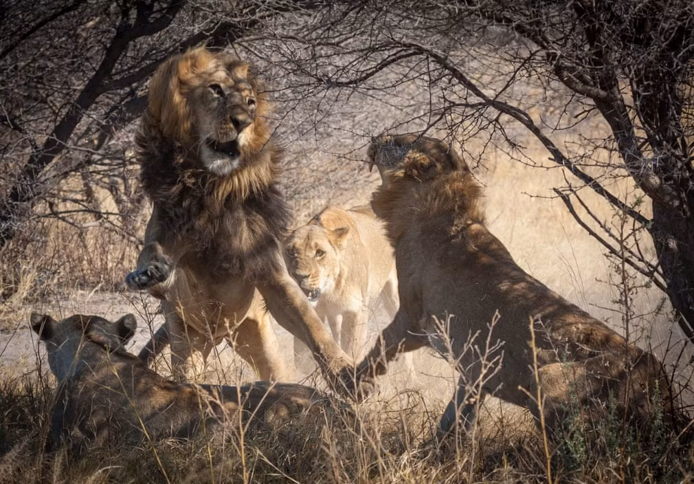 Sư tử đực đánh nhau với các con sư tử cái trong một khu bảo tồn động vật hoang dã ở châu Phi. (Nguồn Guardian)