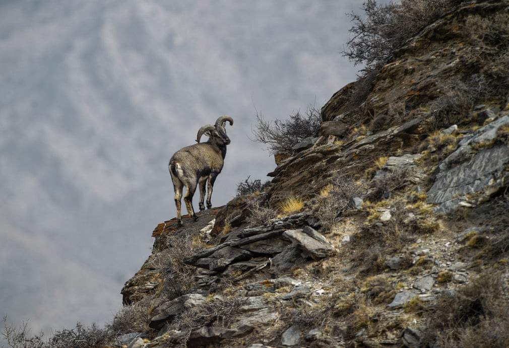 Cừu hoang Hymalaya đứng trên vách núi trong một khu bảo tồn thiên nhiên ở tây bắc Trung Quốc. (Nguồn Guardian)