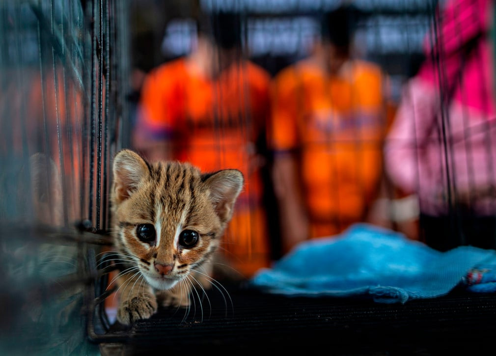 Mèo báo con được cảnh sát giải cứu trong một chiến dịch chống buôn lậu ở Surabaya, Indonesia. (Nguồn Guardian)