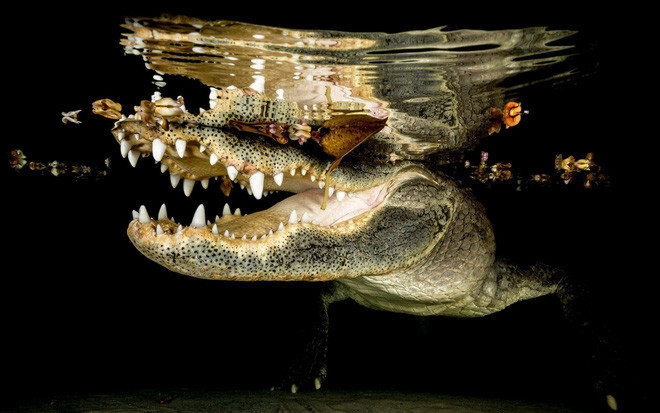 Hình ảnh động vật ấn tượng do nhiếp ảnh gia chụp cận cảnh một con cá sấu trong vườn quốc gia Everglades ở bang Florida, Mỹ. (Nguồn Guardian)