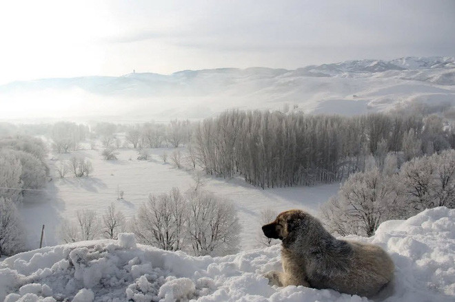 Chú chó ngắm nhìn phong cảnh phủ đầy tuyết tại thị trấn Ovacık, Thổ Nhĩ Kỳ. (Nguồn Guardian)