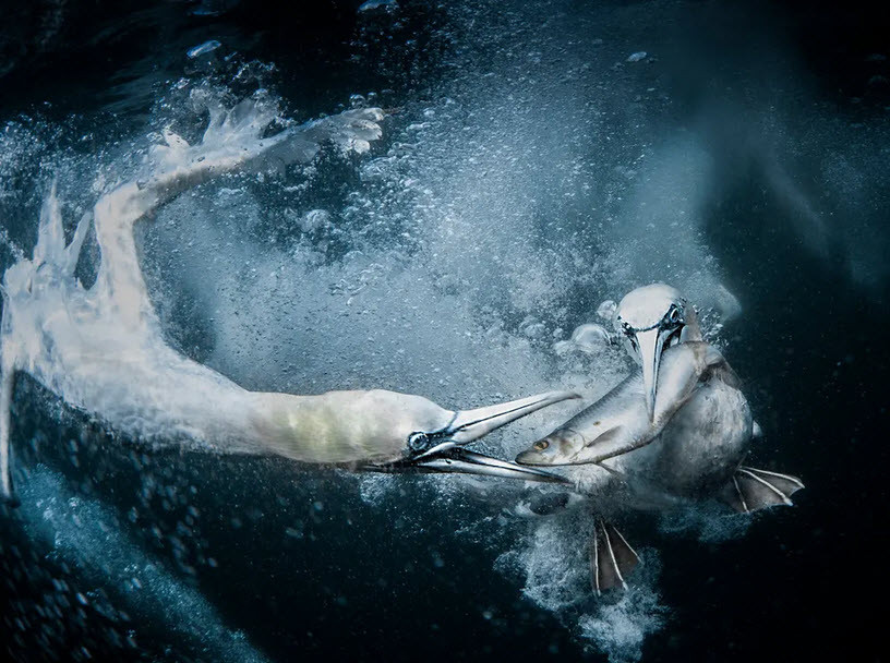 Hai con chim ó biển tranh nhau cá dưới nước ở ngoài khơi bờ biển Anh. (Nguồn Guardian)