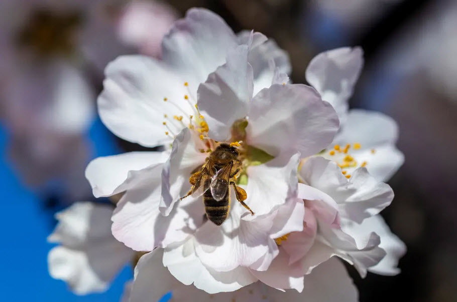 Ong hút phân hoa mận ở Murcia, Tây Ban Nha. (Nguồn Guardian)