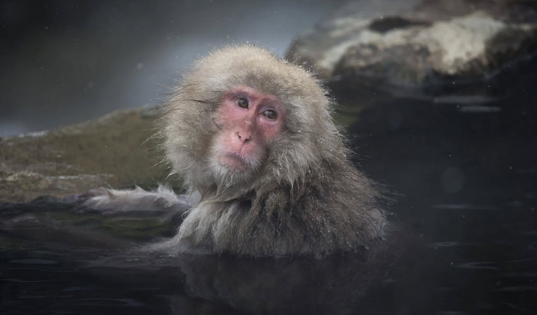 Khỉ tuyết tắm dưới suối nước nóng trong vườn quốc gia Jigokudani Yaen-koen ở thành phố Yamanouchi, Nhật Bản. (Nguồn Guardian)