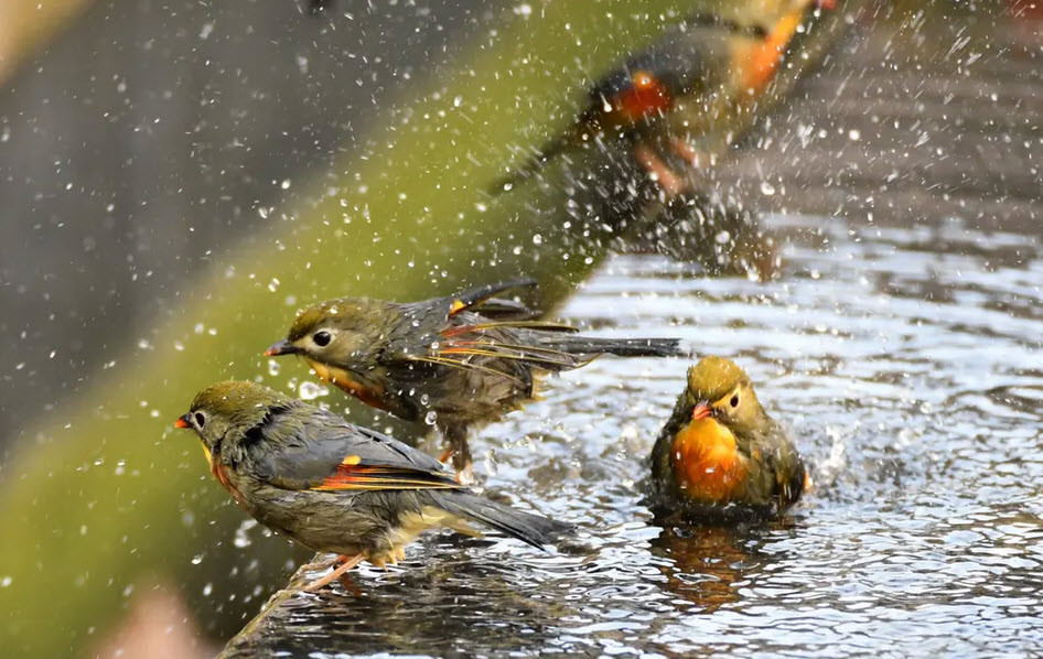 Chim kim oanh mỏ đỏ tắm dưới nước ở thành phố Nghi Xương, Trung Quốc. (Nguồn Guardian)