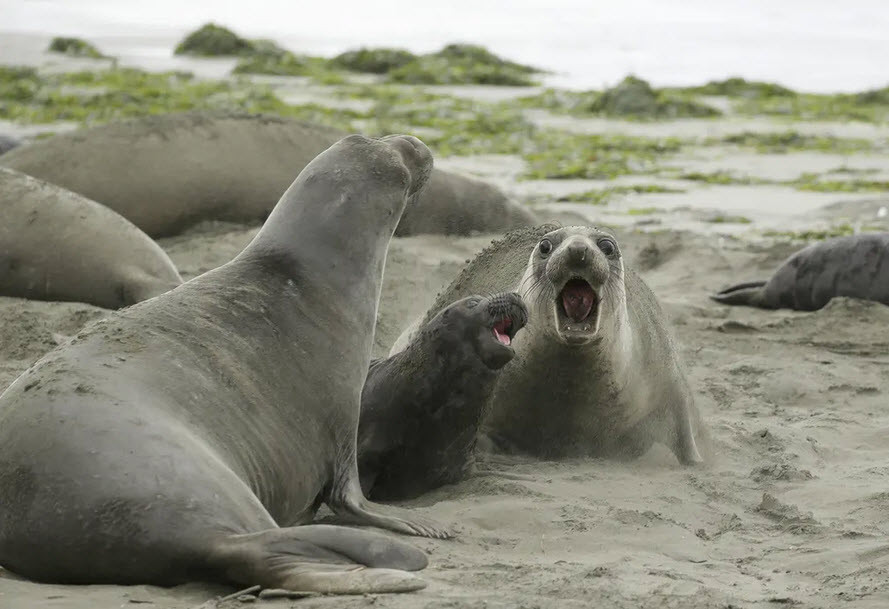 Hải tượng và con của chúng chơi đùa trên bãi biển Drakes ở bang California, Mỹ. (Nguồn Guardian)