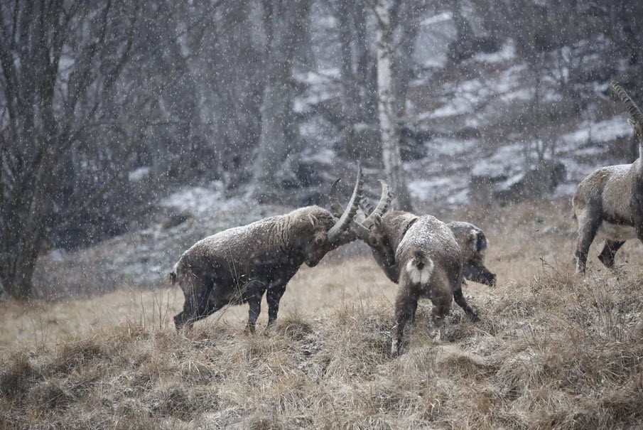 Cặp dê núi đánh nhau dưới mưa tuyết ở Italia. (Nguồn Guardian)