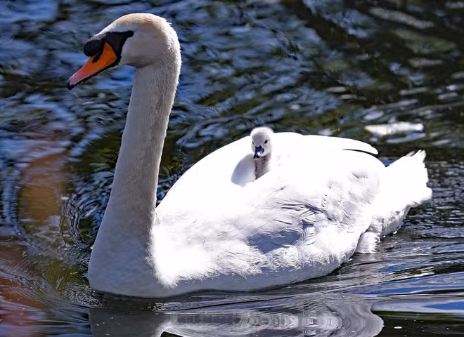 Thiên nga mẹ cõng con nhỏ trên lưng dưới một dòng kênh ở thành phố Dublin, Ireland. (Nguồn Guardian)