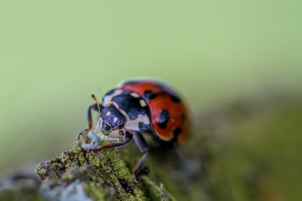 Bọ cánh cứng ăn ruồi xanh ở Burley, Wharfedale, Anh. (Nguồn Guardian)