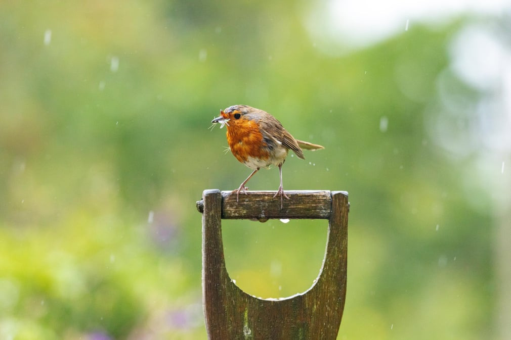 Chim cổ đỏ đậu trong một khu vườn ở Lixwm, Xứ Wales. (Nguồn Guardian)