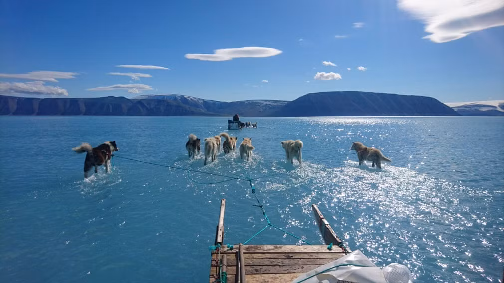 Chó kéo xe đi qua vùng nước băng tan chảy ở phía tây bắc đảo Greenland. (Nguồn Guardian)