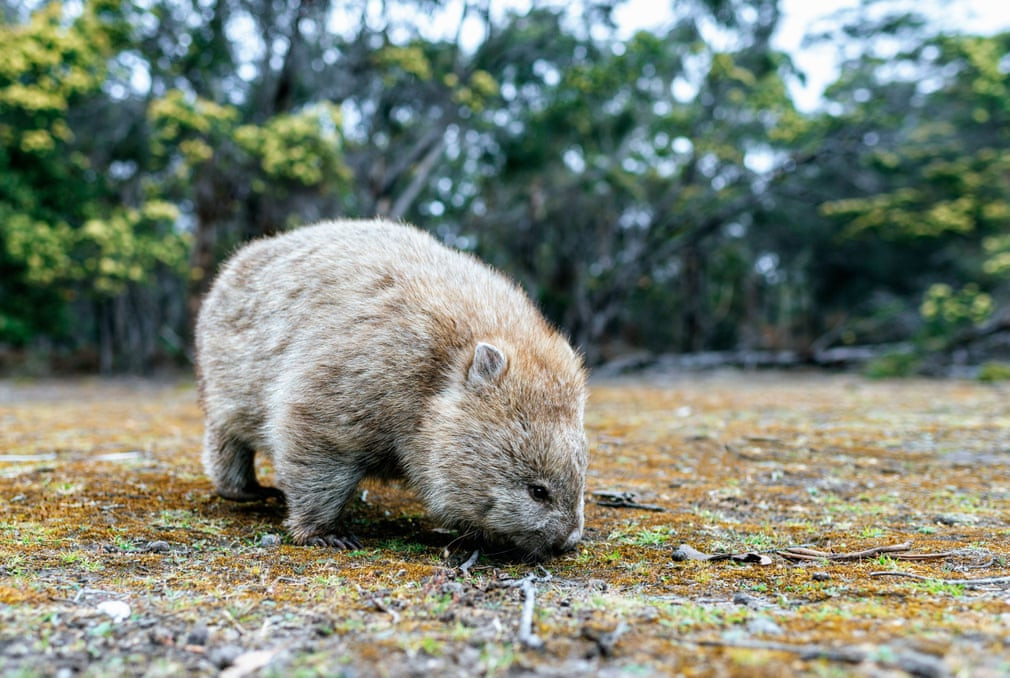 Gấu túi mũi trần kiếm ăn trên đảo Maria ở Tasmania, Australia. (Nguồn Guardian)