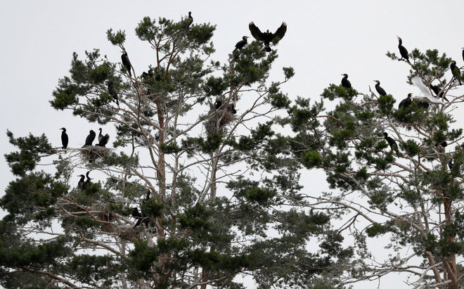 Đàn chim cốc làm tổ trên cây tại đảo nằm giữa hồ ở thị trấn Vileika, Belarus. (Nguồn Guardian)