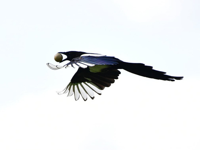 Chim ác lá đánh cắp trứng gà ở thành phố Cáp Nhĩ Tân, tỉnh Hắc Long Giang, Trung Quốc. (Nguồn Guardian)