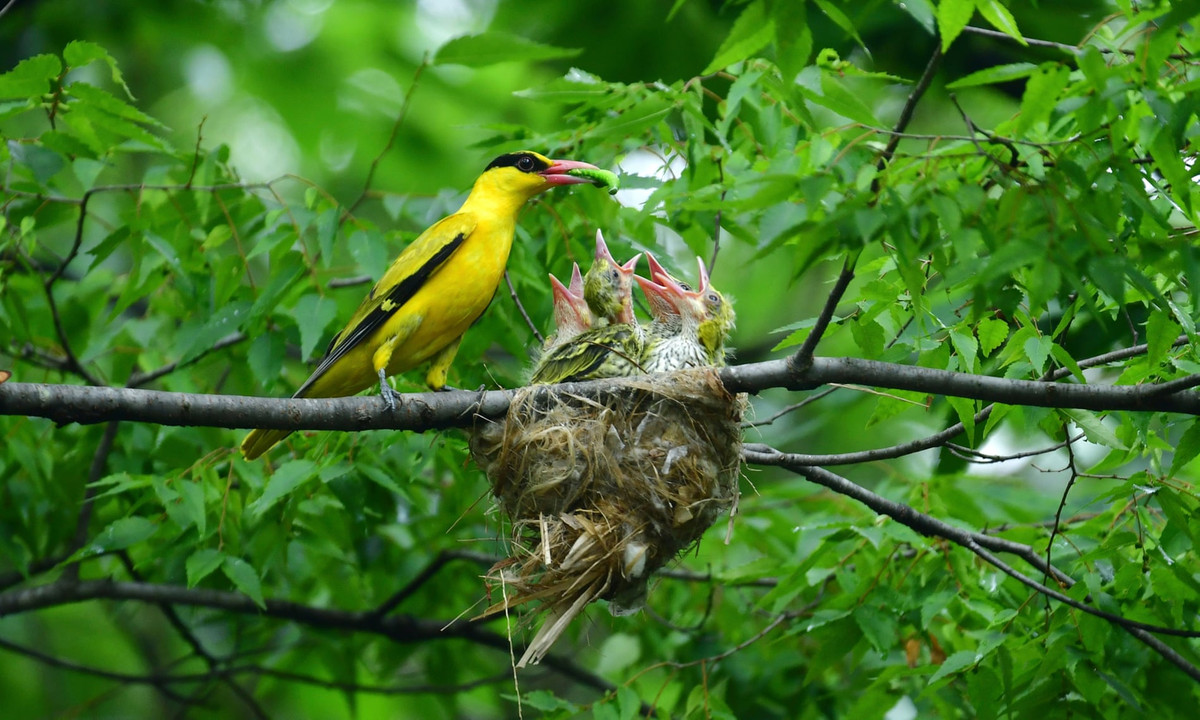 Hình ảnh động vật ấn tượng ghi cảnh chim mẹ cho con mới nở ăn trên tổ của chúng ở thành phố Namyangju, tỉnh Gyeonggi, Hàn Quốc. (Nguồn Guardian)