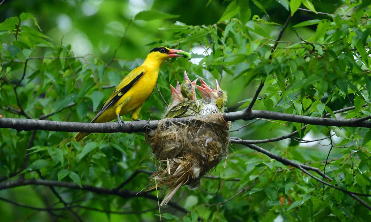 Hình ảnh động vật ấn tượng ghi cảnh chim mẹ cho con mới nở ăn trên tổ của chúng ở thành phố Namyangju, tỉnh Gyeonggi, Hàn Quốc. (Nguồn Guardian)
