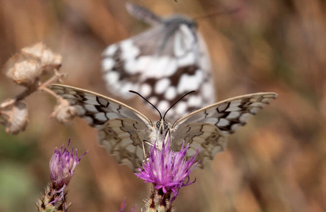 Bướm hút mật hoa trên núi Hymettus ở thành phố Athens, Hi Lạp. (Nguồn Guardian)